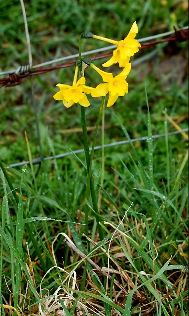 Narcissus cordubensis